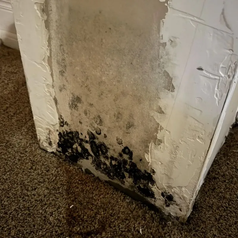 Professional Mold Removal in University, MS